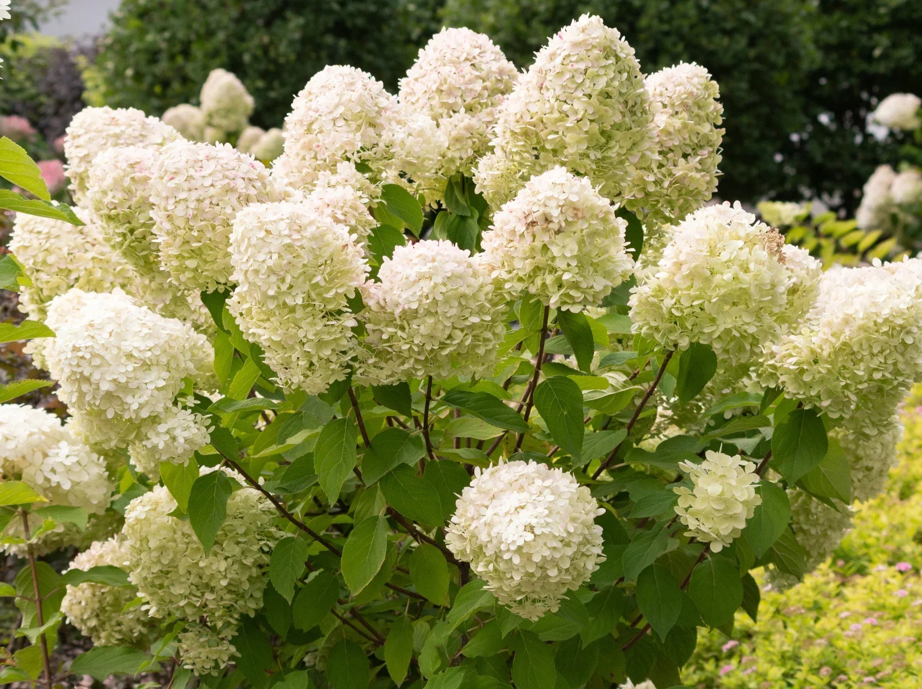 Hydrangea Line Light Tree Limelight Hydrangea Care Guide: How to Grow Stunning Panicle Hydrangea ...