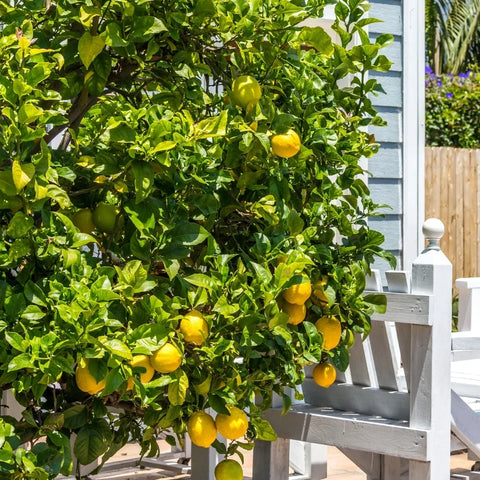 Meyer Lemon Tree Leaves Turning Yellow: Causes, Fixes & Leaf Drop Help