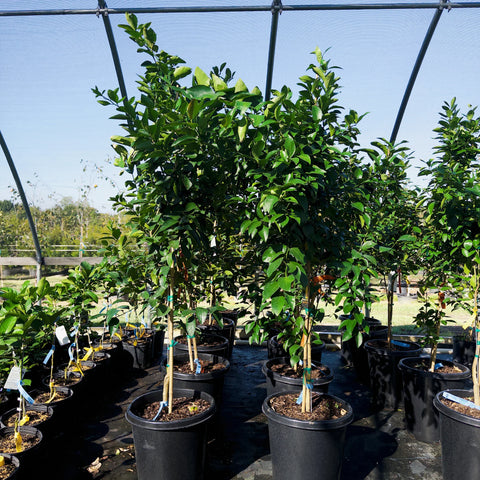 Best Grow Lights for Meyer Lemon Trees Indoors