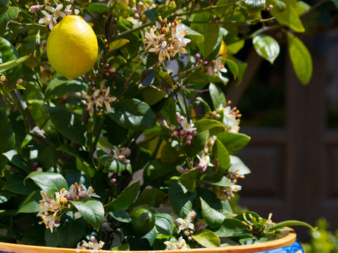 Meyer Lemon Tree Simple Care Guide