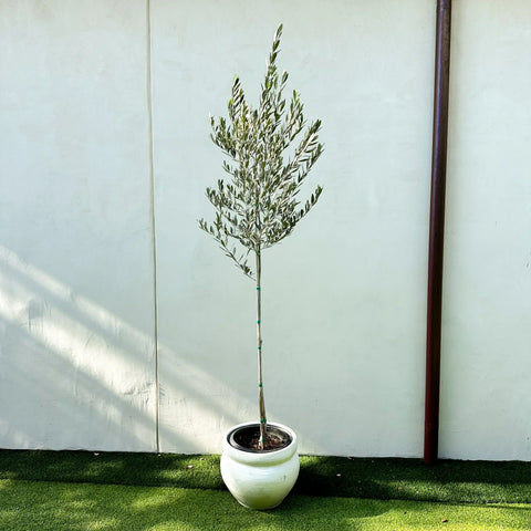 Best Olive Trees for Pots, Patios & Small Spaces