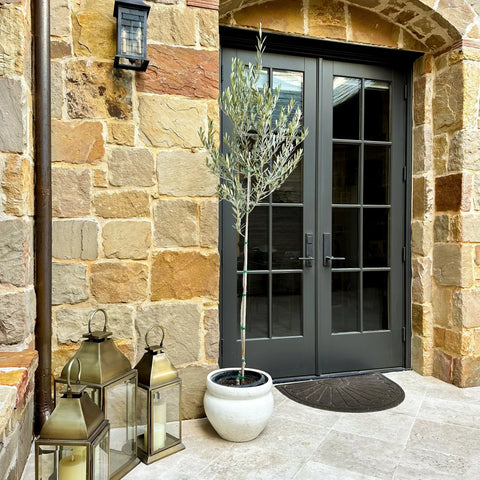 Arbequina Olive Tree vs Mission Olive Tree: Which Is Better?