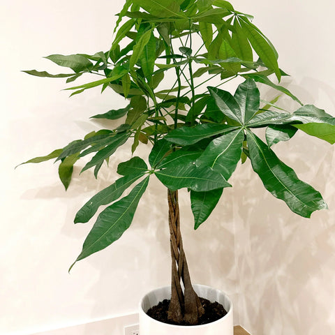 Money Tree Care Guide: Watering, Sunlight, Yellow Leaves & Indoor Growing Tips