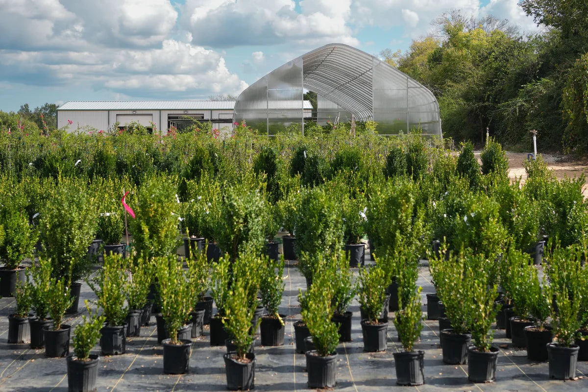 Why Fall Planting Is Better: The Best Season for Stronger Roots and Healthier Plants