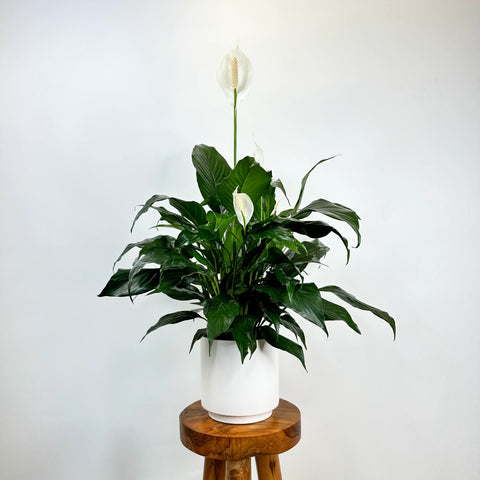 Peace Lily Care Guide: Watering, Light Requirements & How to Get More Blooms