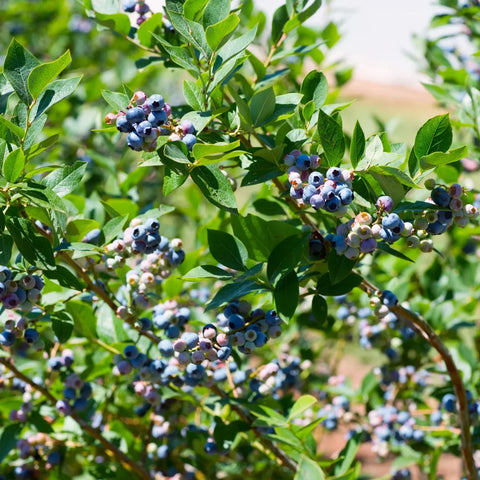 Blueberry Bush Care Guide: Planting, Fertilizer, Spacing & Pruning Tips