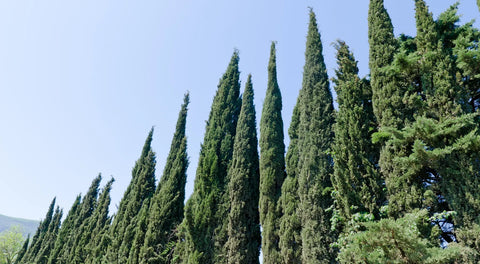Best Privacy Trees for Your Yard: Fast-Growing, Narrow & Low-Maintenance Options