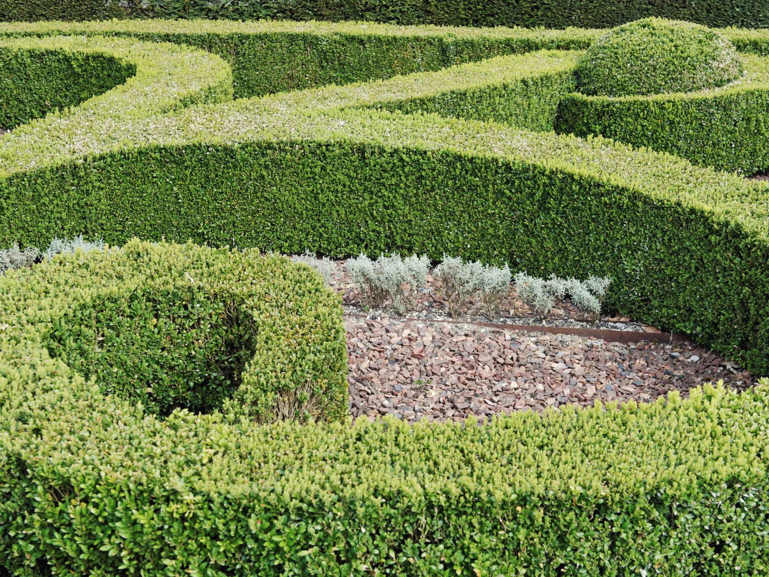 How to Prune and Care for Boxwood Hedges: Tips for Gardeners – Simply Trees