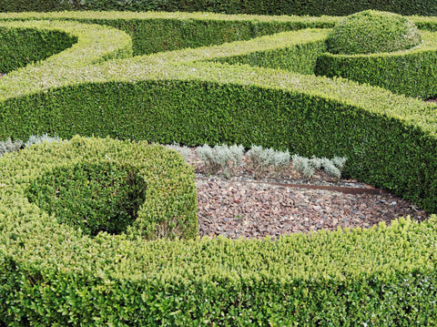 Pruning and Caring for Boxwood Hedges: A Guide for Garden Enthusiasts - Simply Trees