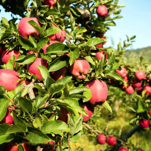 Best Apple Trees to Grow at Home: Fuji, Honeycrisp, Granny Smith & Red Delicious