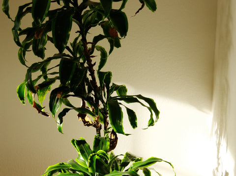 Reviving a Dying Dracaena