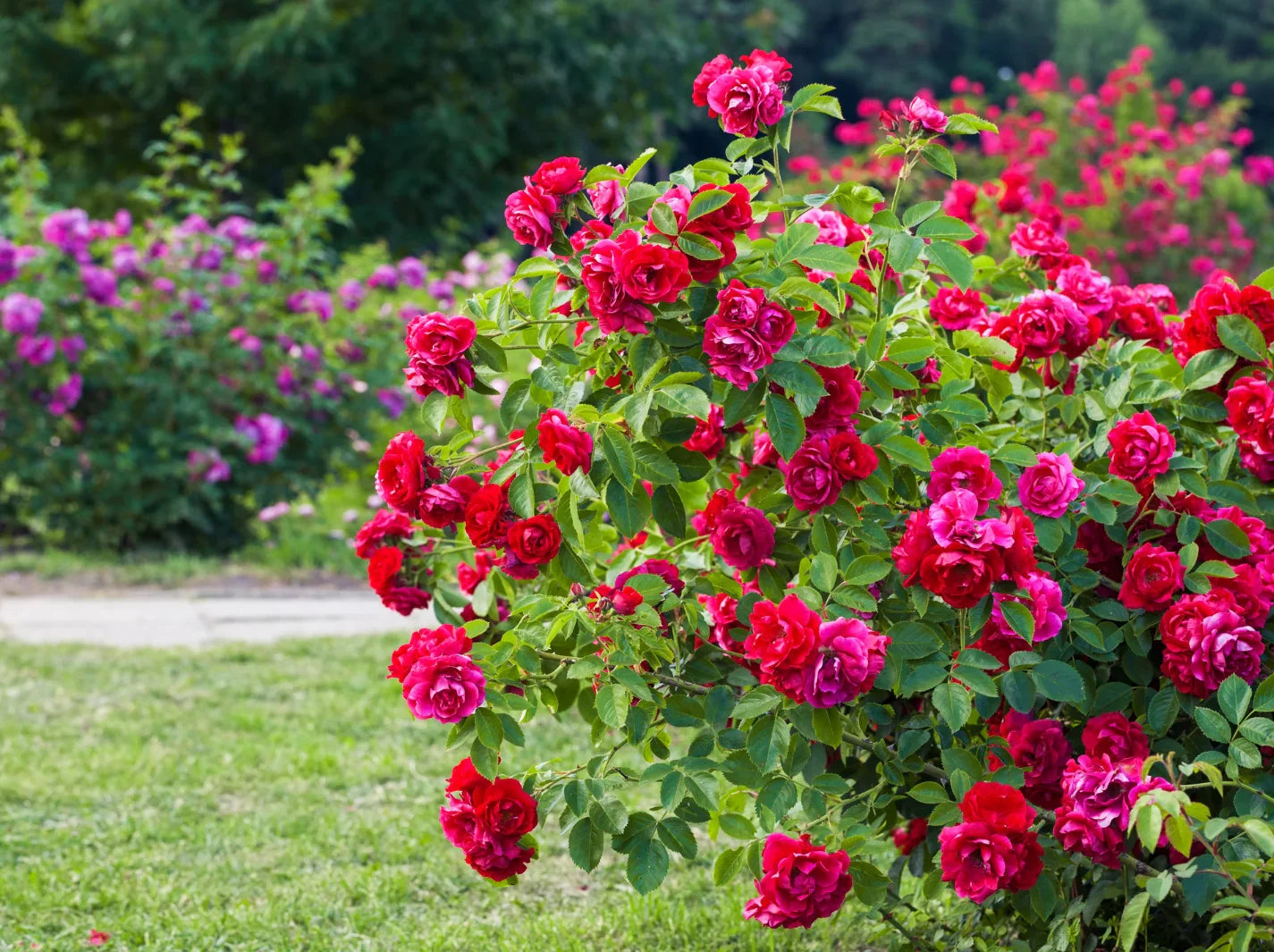 Roses in Summer: Essential Care Tips for Beautiful Blooms – Simply Trees