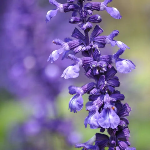 Russian Sage Care Guide: Planting, Pruning, Propagation & Growing Tips