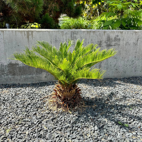 Sago Palm Care Guide: Light, Watering, Soil & Indoor Growing Tips