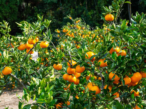 Zone 9 Fruit Trees: Best Warm-Climate Picks for Your Yard or Patio