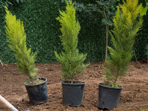 Simply Trees Guide to Planting