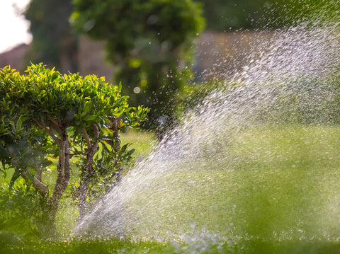 Simply Trees Guide to Watering