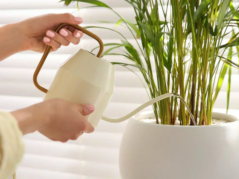 Simply Trees Guide to Watering Houseplants