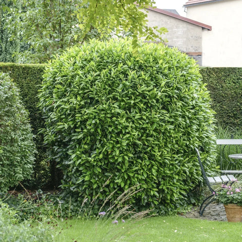 Skip Laurel Care Guide: Spacing, Sun, Water & Privacy Hedge Tips