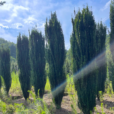 Sky Pencil Holly Care Guide: How to Grow a Narrow Evergreen Holly