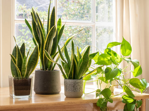 Snake Plant The Superhero of Air Purification