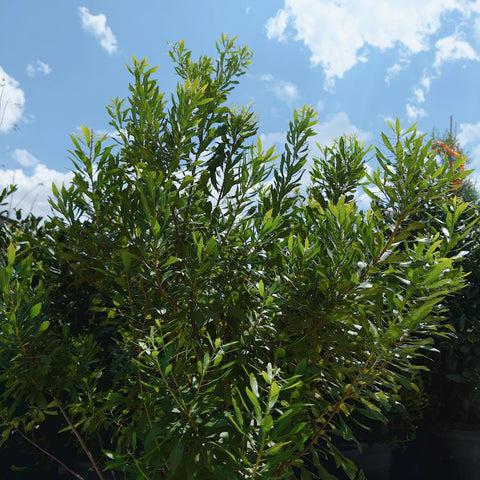 Wax Myrtle Growth Rate: How Fast Does Wax Myrtle Grow?