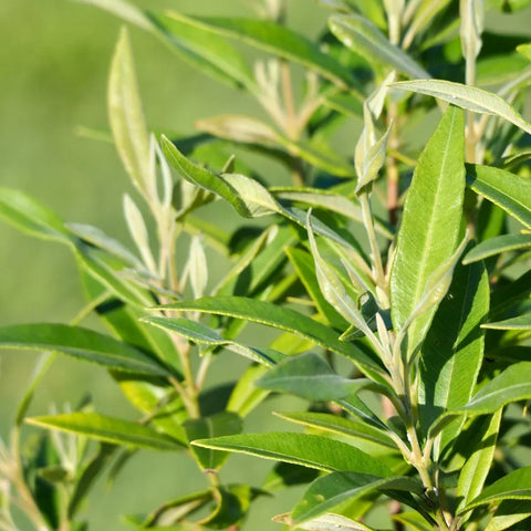 Southern Wax Myrtle Care Guide: Watering, Pruning, Spacing & Common Problems