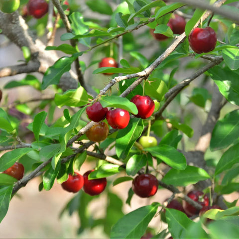 Zone 4 Fruit Trees: Best Cold-Hardy Picks for Your Yard