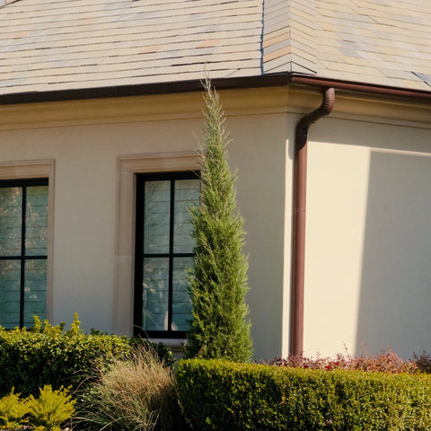 Italian Cypress vs Taylor Juniper: Which Narrow Privacy Tree Is Better?