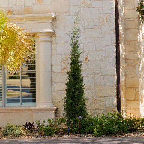 Taylor Juniper Growth Rate: How Fast Does It Grow?