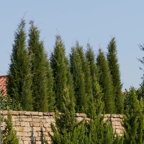 Taylor Juniper Spacing Guide: How Far Apart to Plant for Privacy