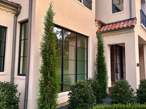 Taylor Juniper Care Guide: The Perfect Columnar Evergreen for Privacy and Structure