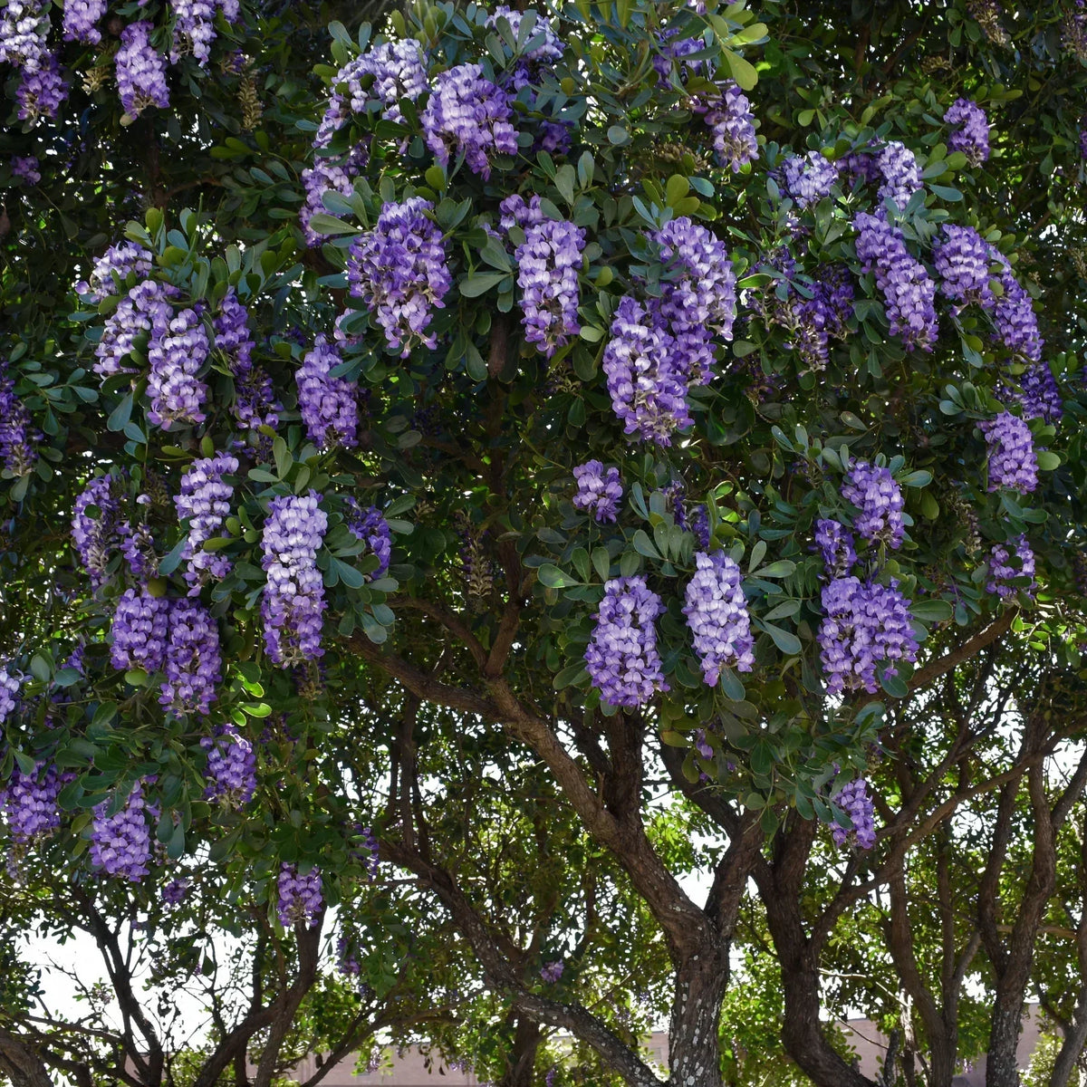 Texas Mountain Laurel Care Guide: Blooms, Sun, Water & Growing Tips