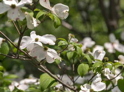 The Best Season to Plant Dogwood Trees