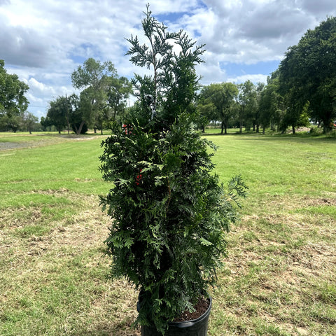 Thuja Green Giant Turning Brown: Causes, Fixes & Prevention