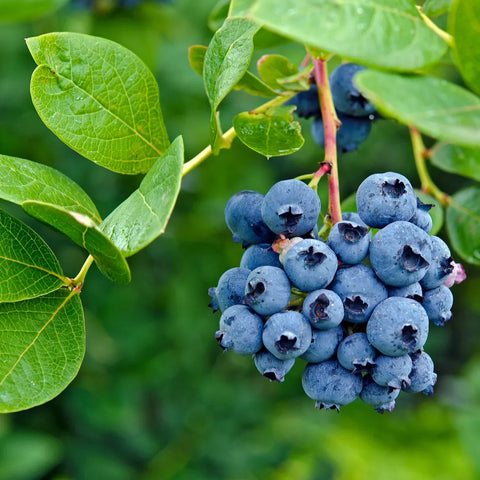 Best Blueberry Bushes to Grow at Home: Sweetheart, Peach Sorbet, Premier & Tifblue