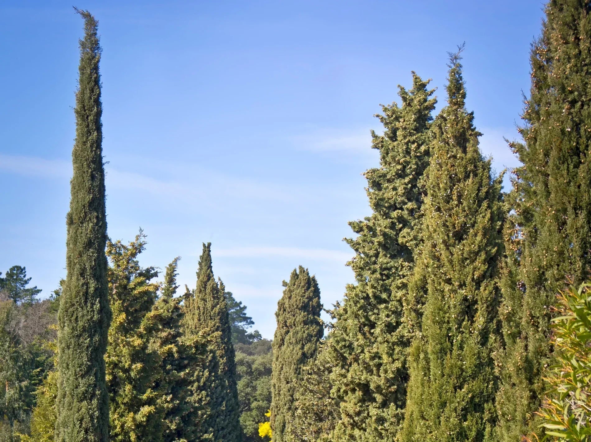 Tips for Growing Italian Cypress – Simply Trees