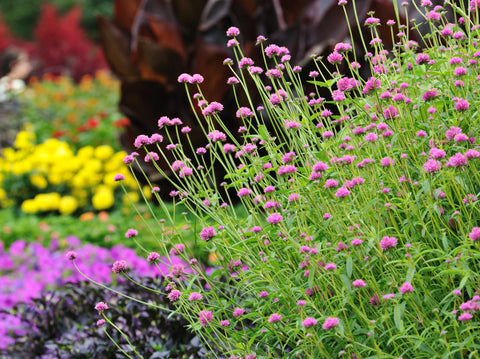 Tips for Keeping Your Plants Healthy and Happy During the Summer