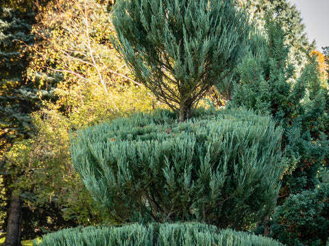 Tips for Trimming Your Blue Arrow Juniper