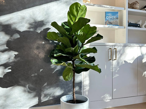 Top 10 houseplants to elevate your home