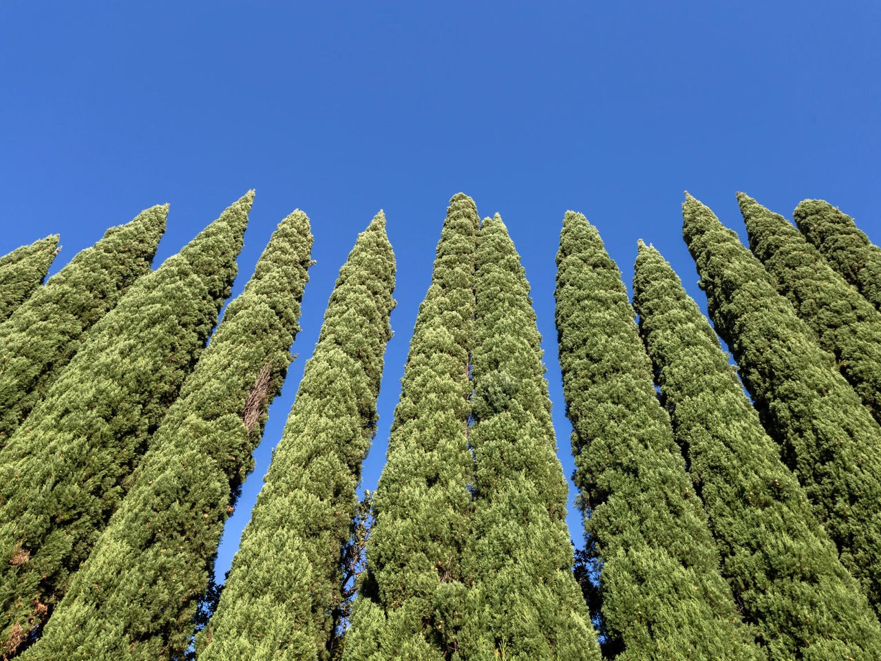 Best Tall Evergreens for Privacy & Screening โ Simply Trees