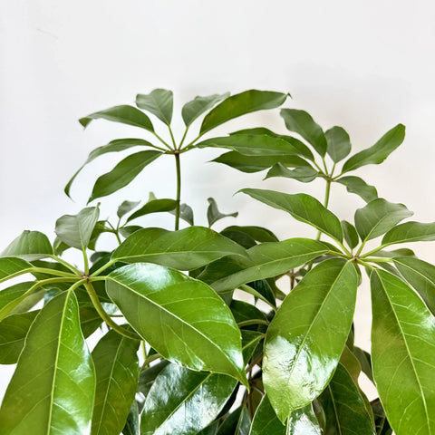 Umbrella Tree Care Guide: Watering, Light, Pruning & Indoor Growing Tips