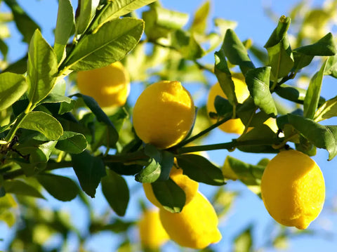 Guide to Caring for Your New Citrus Trees