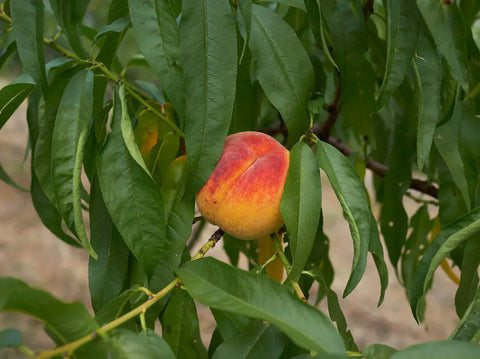 Guide to caring for your new fruit trees