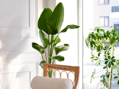 Guide to caring for your new house plants