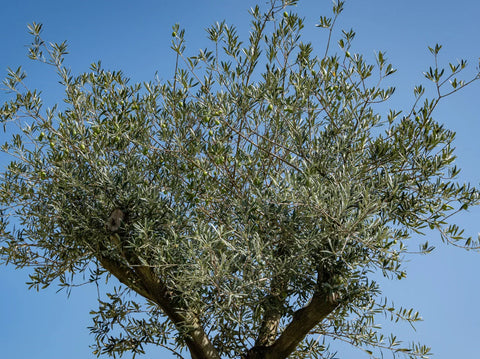 Guide to Caring for Your New Olive Trees