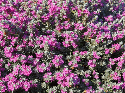 When to Expect Flowers from Green Cloud Texas Sage