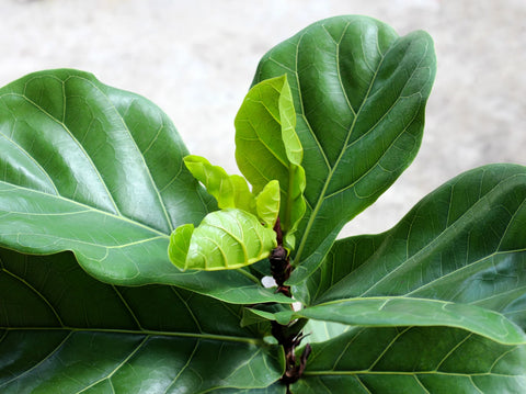 Why Do Houseplants Drop Old Leaves