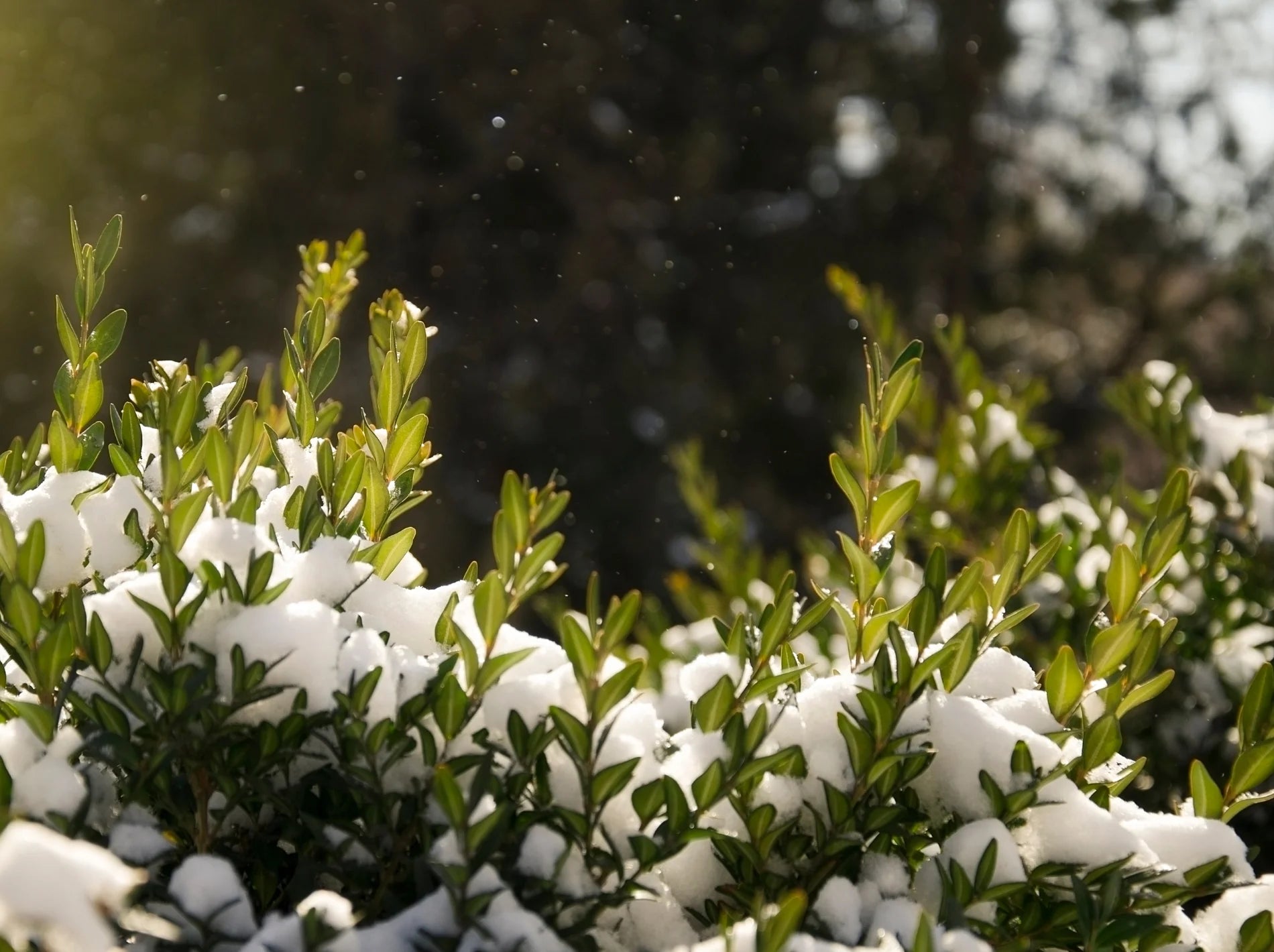 Common Box Tree Winter Winter Care for Wintergreen Boxwoods: Keeping Them Thriving Through th ...