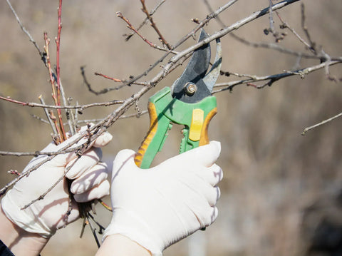 Winter Pruning Guide for Trees and Shrubs